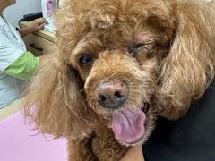 -邢大夫动物医院