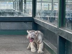 -秦皇岛野生动物园