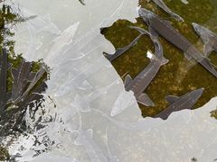 -源泉冷水鱼庄(小鱼洞店)