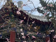 -桃花堤公园