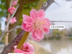 -高桥古镇