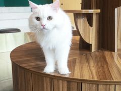 -飞行喵MR PILOT|猫舍·猫咖(静安大融城店)