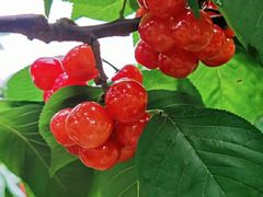 -樱桃山旅游景区