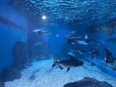 -多彩贵州城极地海洋世界