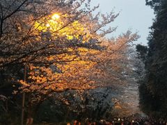 -武汉大学-樱园