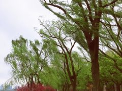 -柳浪闻莺公园