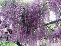 -嘉定紫藤园