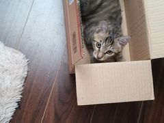 -佳雯宠物医院(金华南路分院)