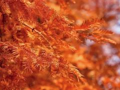 -桤木河湿地公园