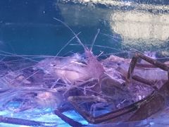 -八仔大富楼·河鲜(西江店)