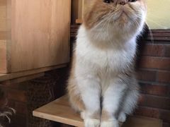 -more than meow吴止猫主题餐厅(承德 中船汇店)