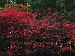 -上海共青森林公园