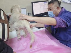 -北京观赏动物医院·24小时大型综合·猫专科·异宠专科