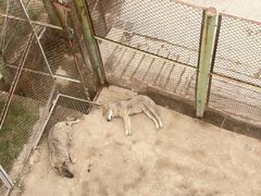 -青藏高原野生动物园