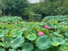 -成都市文化公园