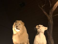 -贝林大翅鲸简餐厅(国家海洋博物馆店)