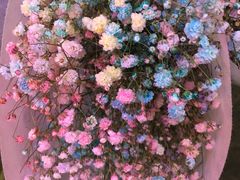 -花鸟鱼虫鲜花绿植市场(玉泉路店)