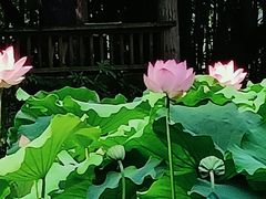 -成都杜甫草堂博物馆