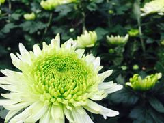 -西北湖绿化广场