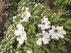 -洛阳市隋唐城遗址植物园