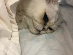 -灵美宠物诊所