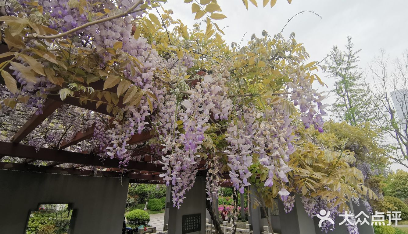 古树紫藤花开季
