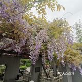 古树紫藤花开季