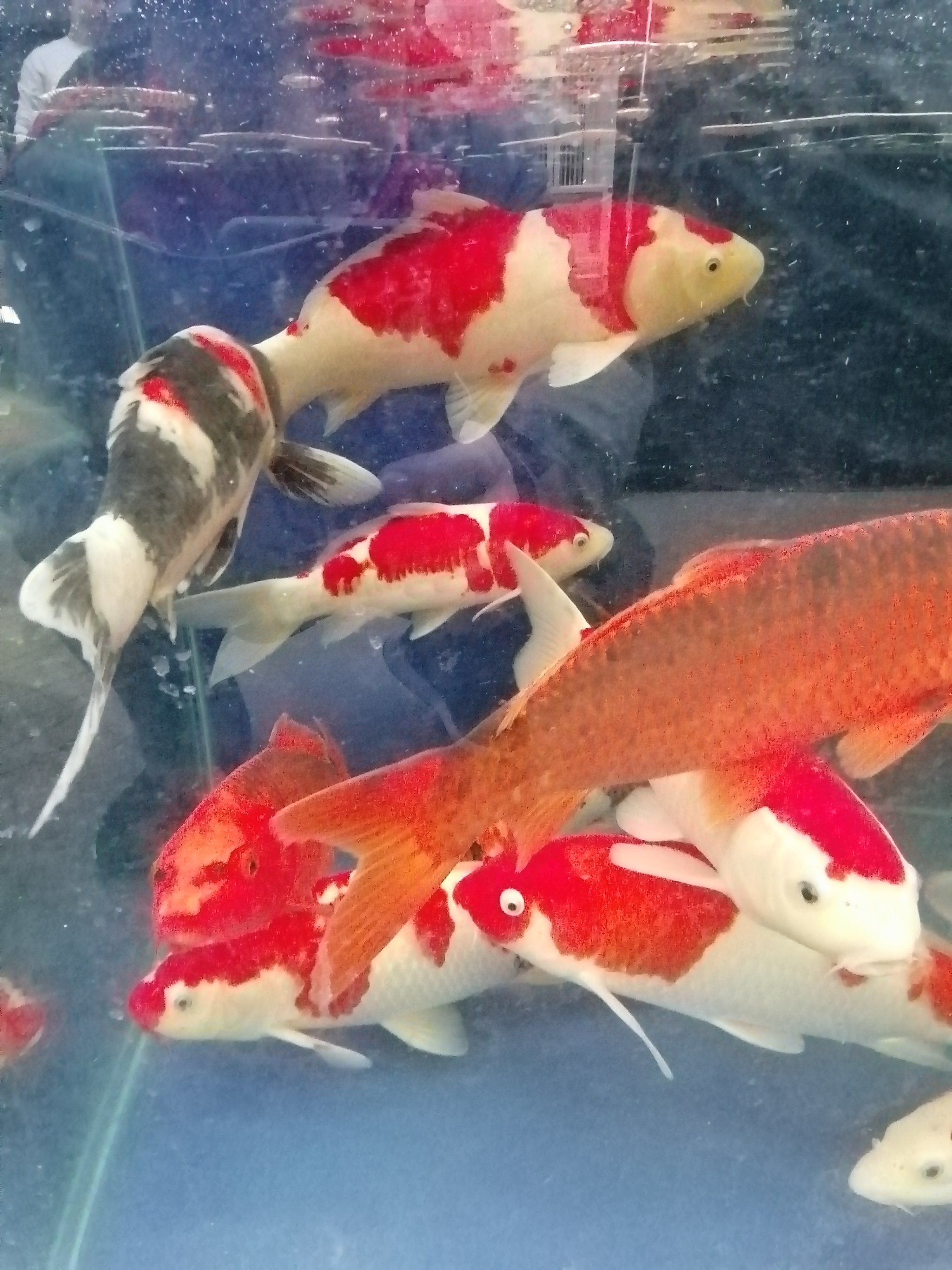 锦鲤鱼的悠游时光