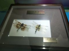 -上海昆虫博物馆