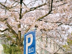 -武汉大学-樱园