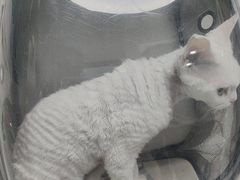 -纳吉亚猫专科动物诊疗中心(蒋宅口分院)