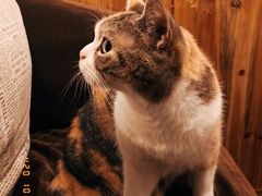 猫猫-隅cafe(傅厚岗店)
