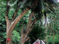 -中国科学院西双版纳热带植物园