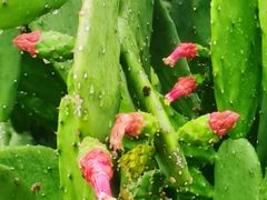 -东莞植物园
