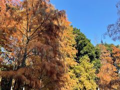 -番禺大夫山森林公园