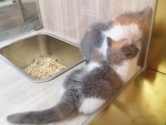 -飞行喵MR PILOT|猫舍·猫咖(静安大融城店)