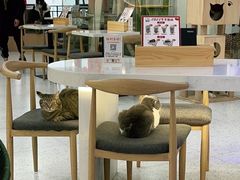 大堂-喵园·猫主题咖啡厅·撸猫·猫咖(国贸店)