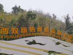 -西双版纳原始森林公园