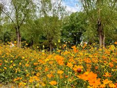 -艾溪湖湿地公园