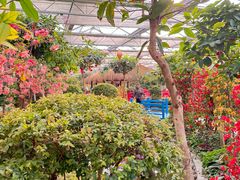 -南宫五洲植物乐园