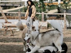 -爪吧宠物乐园 (温榆河示范区店)