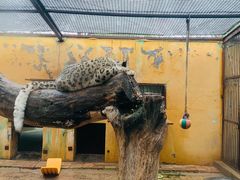 -青藏高原野生动物园