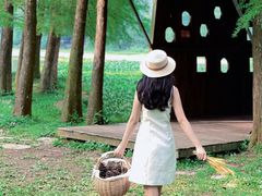 -南宁良凤江国家森林公园