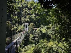 -西双版纳原始森林公园