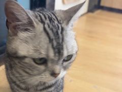 -有喵·猫咖·狗咖·30几只猫10只小狗(岗厦店)