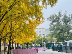 -三里屯东五街银杏大道