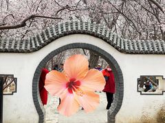 -桃花堤公园