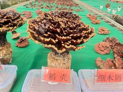 -长春农业博览园