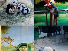 -绿色星球动物主题公园