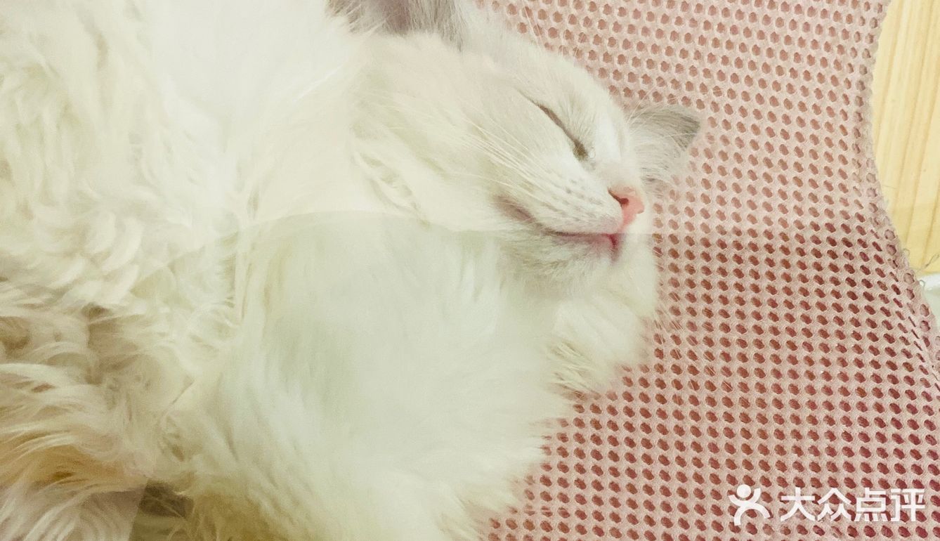 又有新成员了